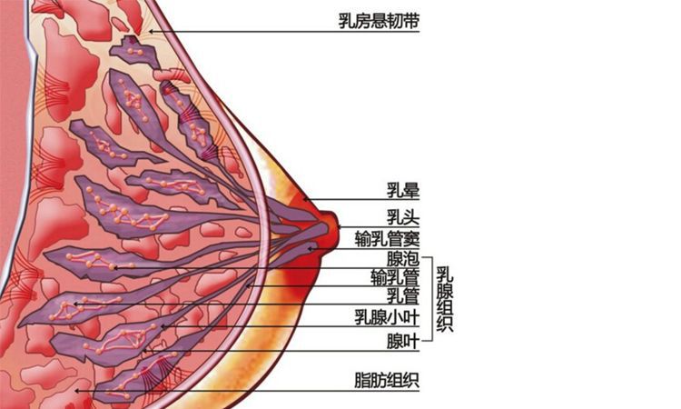 除了大小形状之分,都有乳腺导管和腺叶