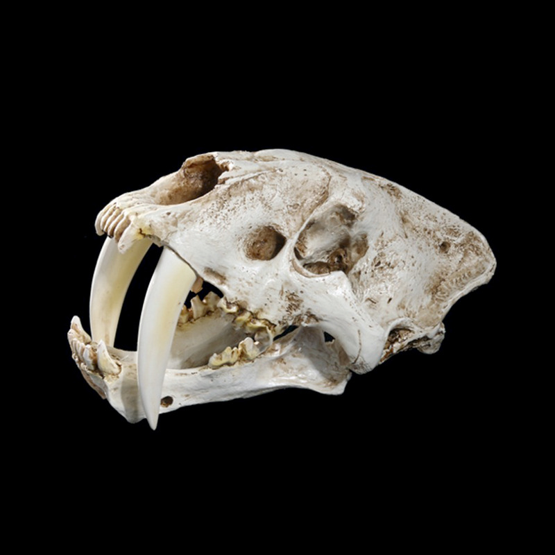 动物标本_高精度树脂室内装饰剑齿虎头骨动物头骨标本 - 阿里巴巴