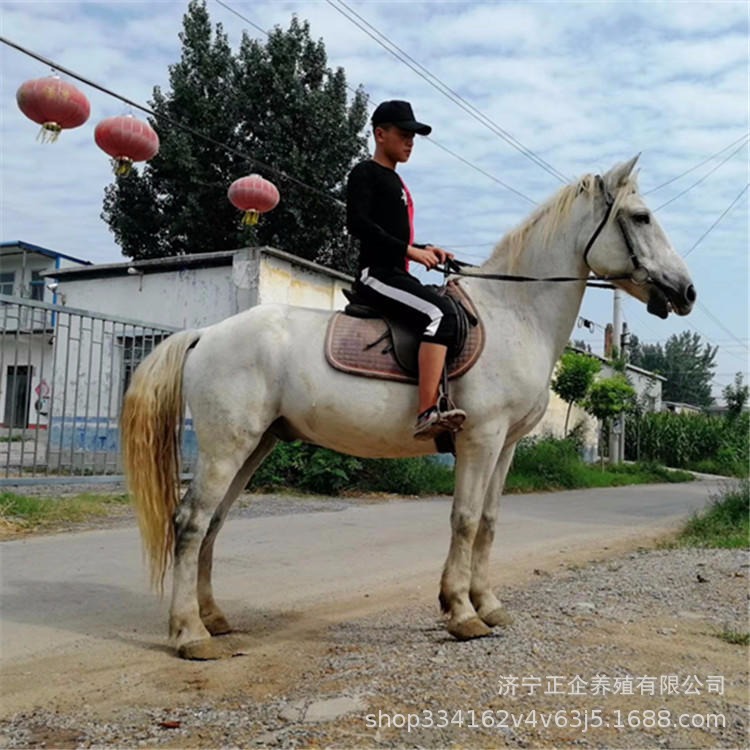 河北旅游观光骑乘马 骑乘马匹 送马鞍马具