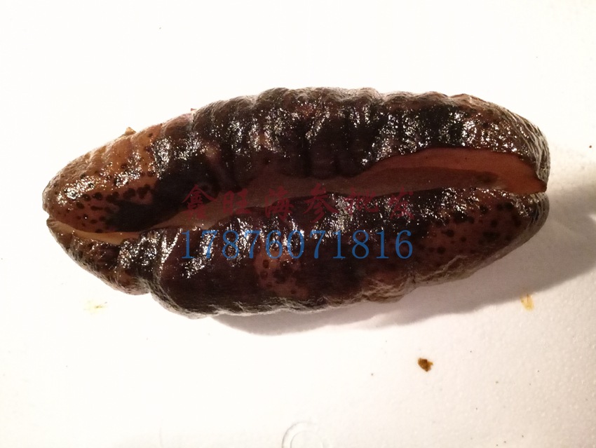 猪婆参水发猪婆参冷冻即食清水海参批发淡干海参进口海参货源