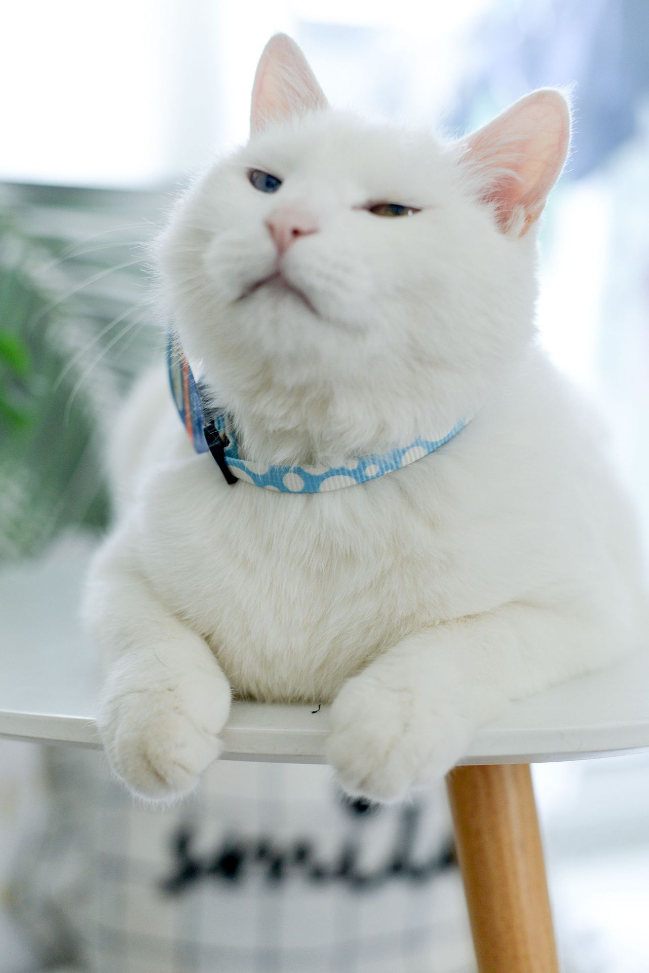 给力电子科技有限公司给力电子科技有限公司|9年 |主营产品:宠物产品