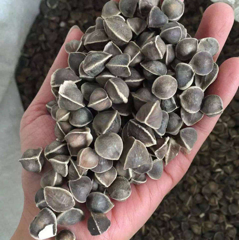 大货批发直供印度辣木籽非洲辣木子食用散装一件代发500g