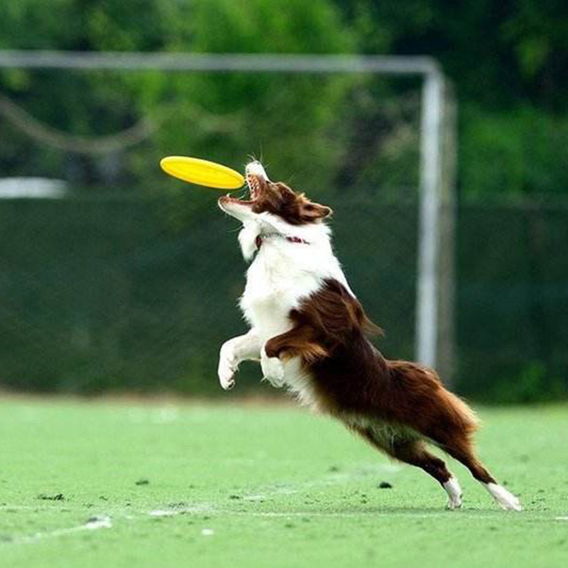 Free Shipping TPR Pet Bite-Resistant Frisbee Dog Special Training Toys 18cm Golden Retriever/Border Collie Floating Frisbee