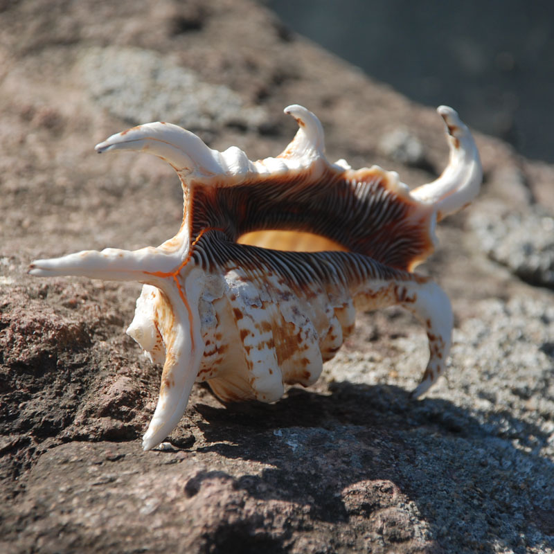 水字螺11-15厘米花纹漂亮小六角贝 天然大螺六角螺蝎子螺鱼缸造景