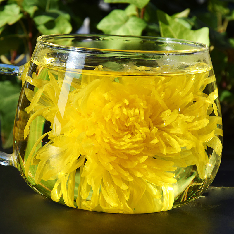 金丝皇菊 菊花茶一朵一杯pvc20朵礼盒黄山产地货源大朵菊厂家批发