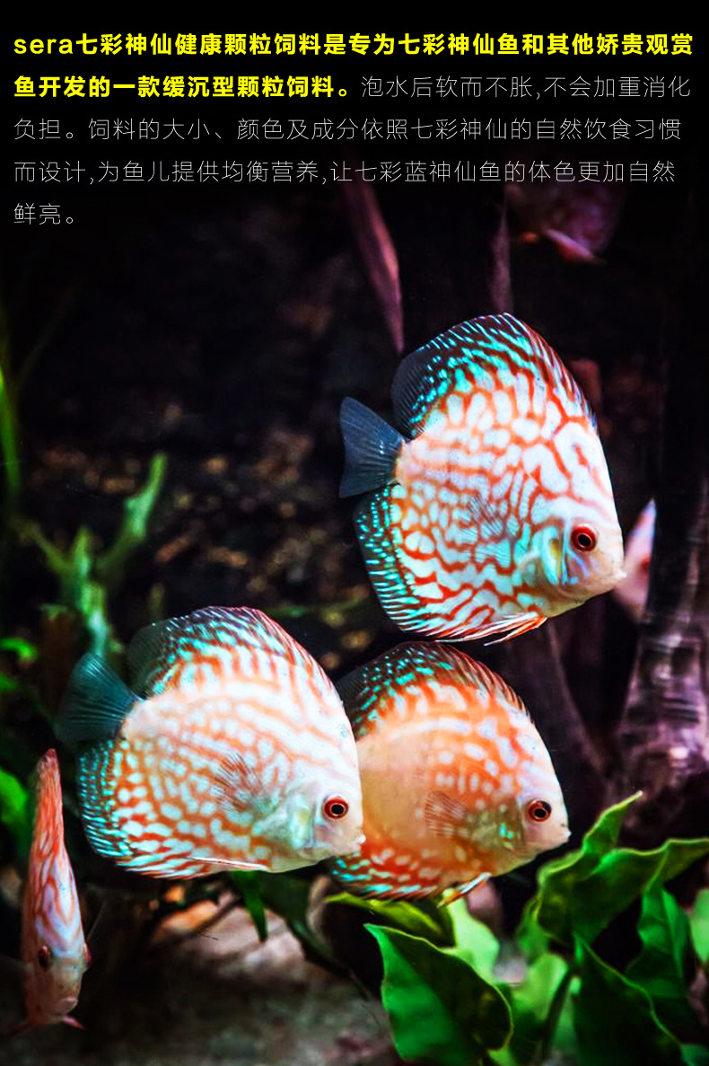 sera七彩神仙颗粒饲料增红增艳五彩燕鱼慈鲷热带鱼食虾红素