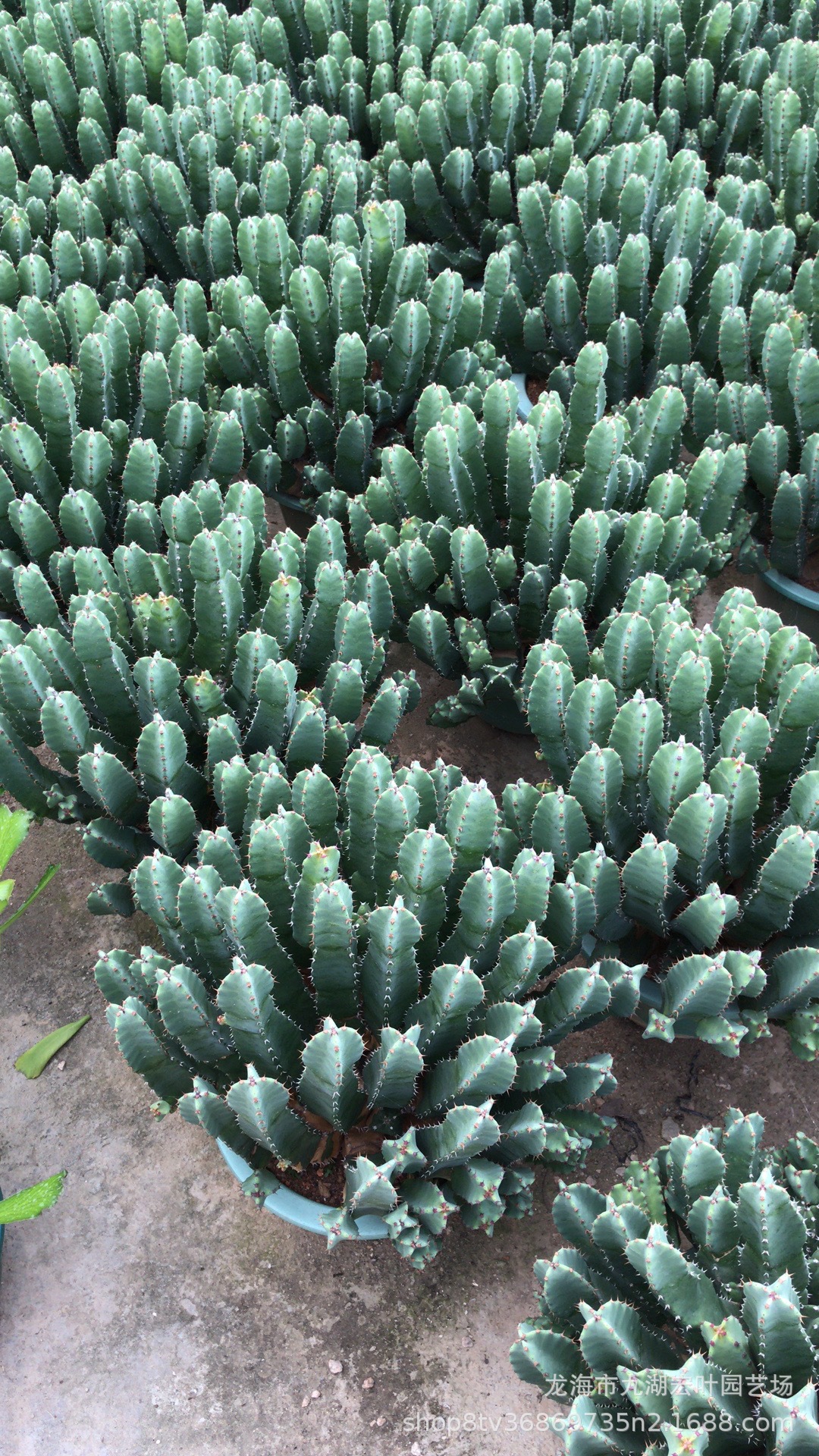鹿角麒麟 超大白角麒麟 仙人柱大戟科 多肉植物批发沙生植物景观