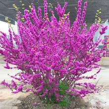 紫荆花树苗四季浓香耐寒植物室内外阳台庭院观花花卉绿植盆栽