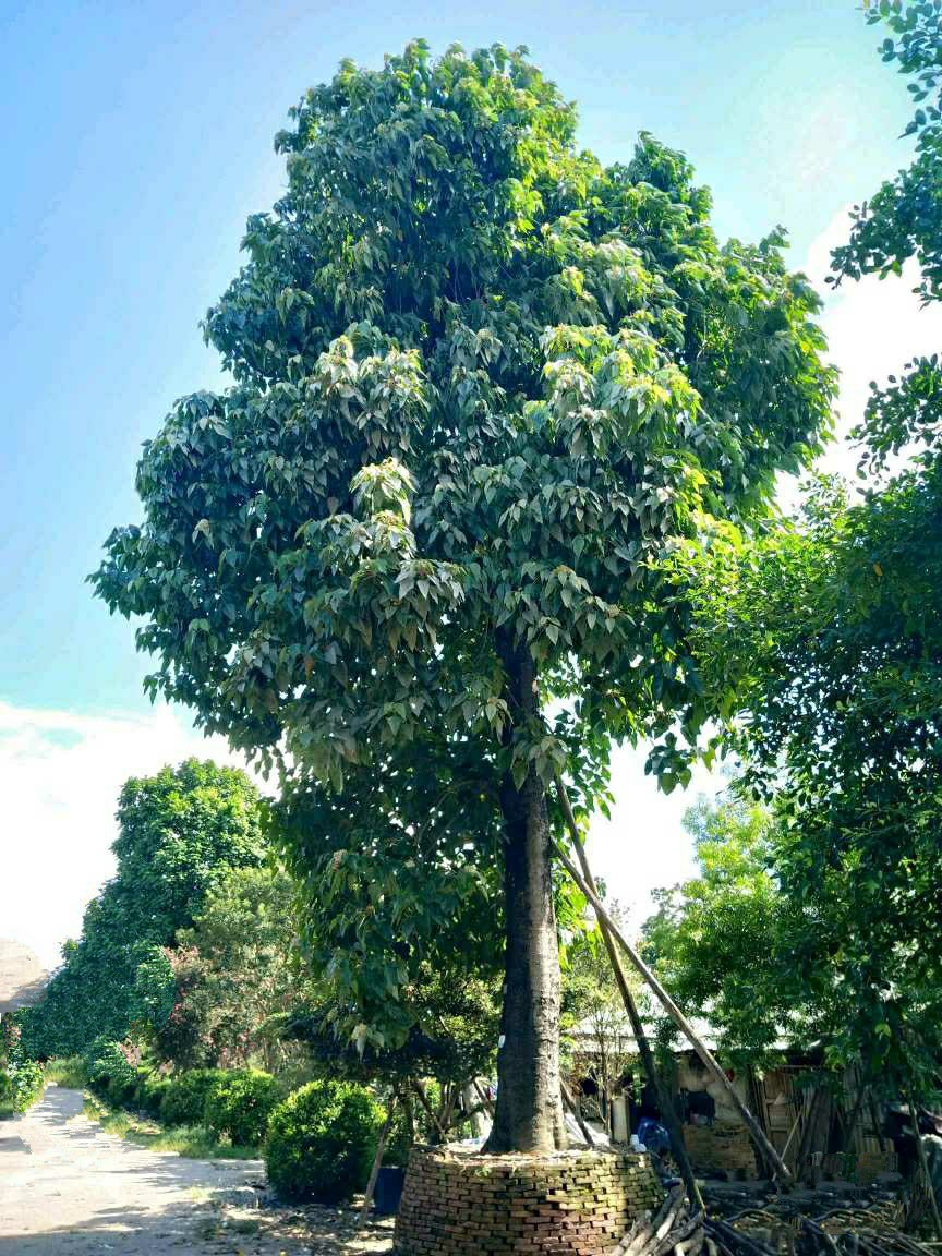 904供应 石栗 30-70cm假植苗 石栗树 黑桐 铁桐