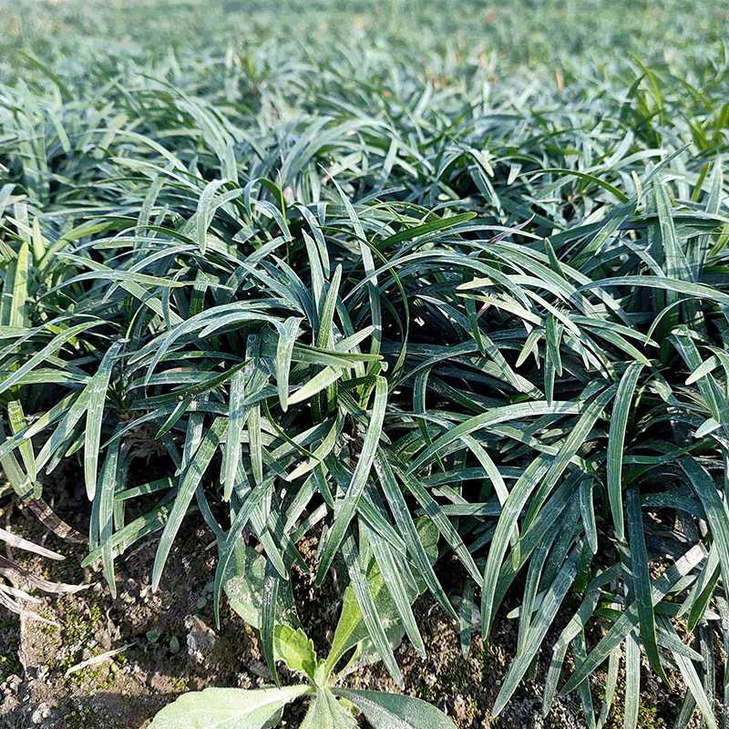 现货矮麦冬 常绿多年生草本 别称玉龙 植物界 沿阶草属 麦冬草