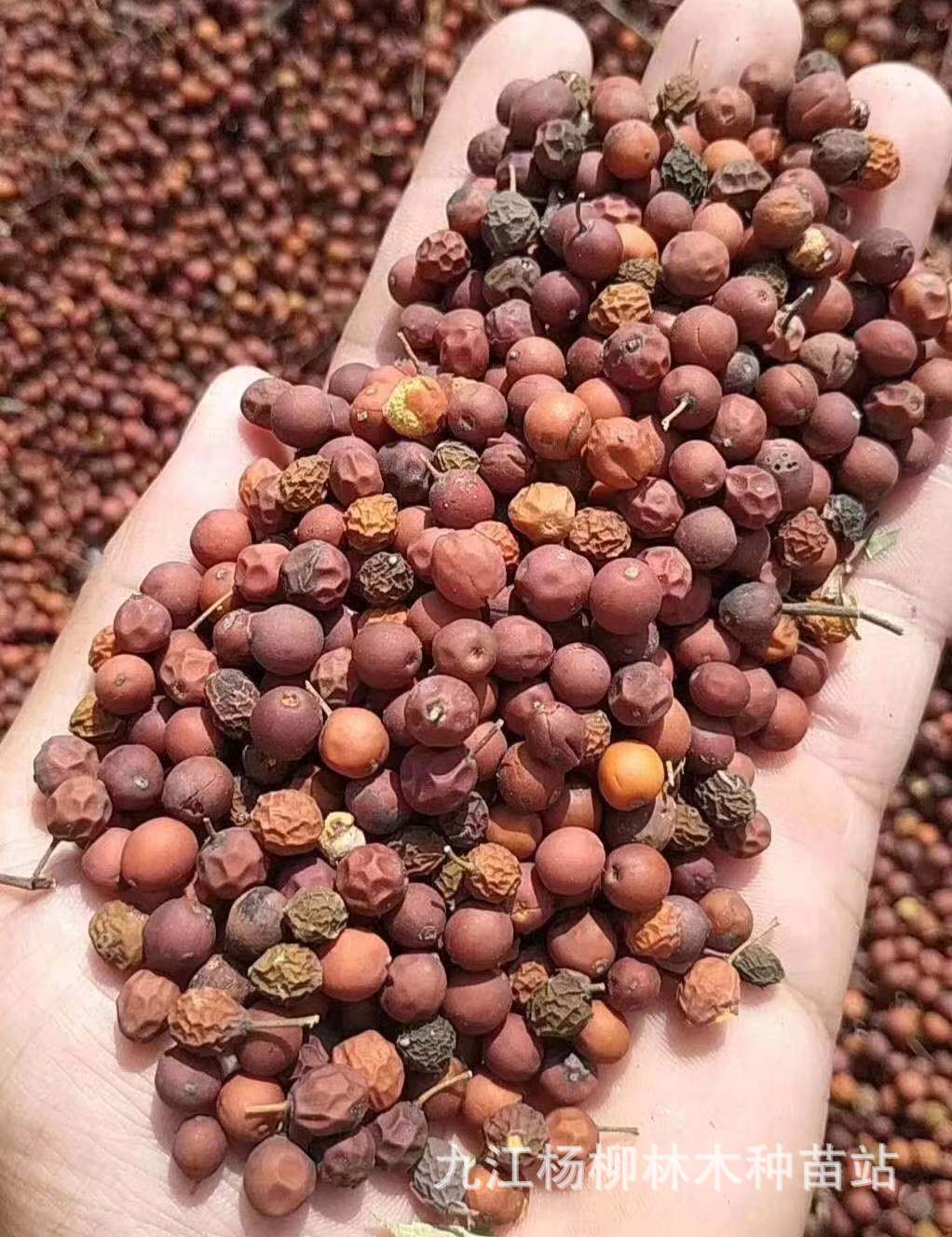 新采朴树种子批发小叶朴种子小叶朴树种子沙朴油树种子