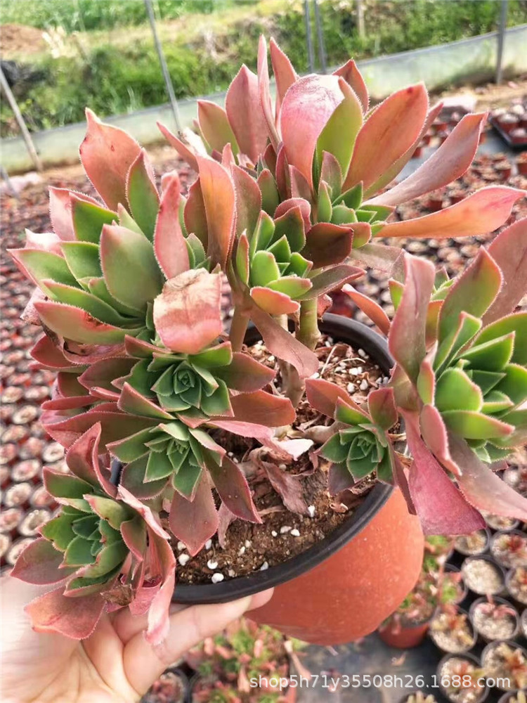 078云南多肉植物基地盆栽批发 红叶众赞曲法师多肉群生品种实拍