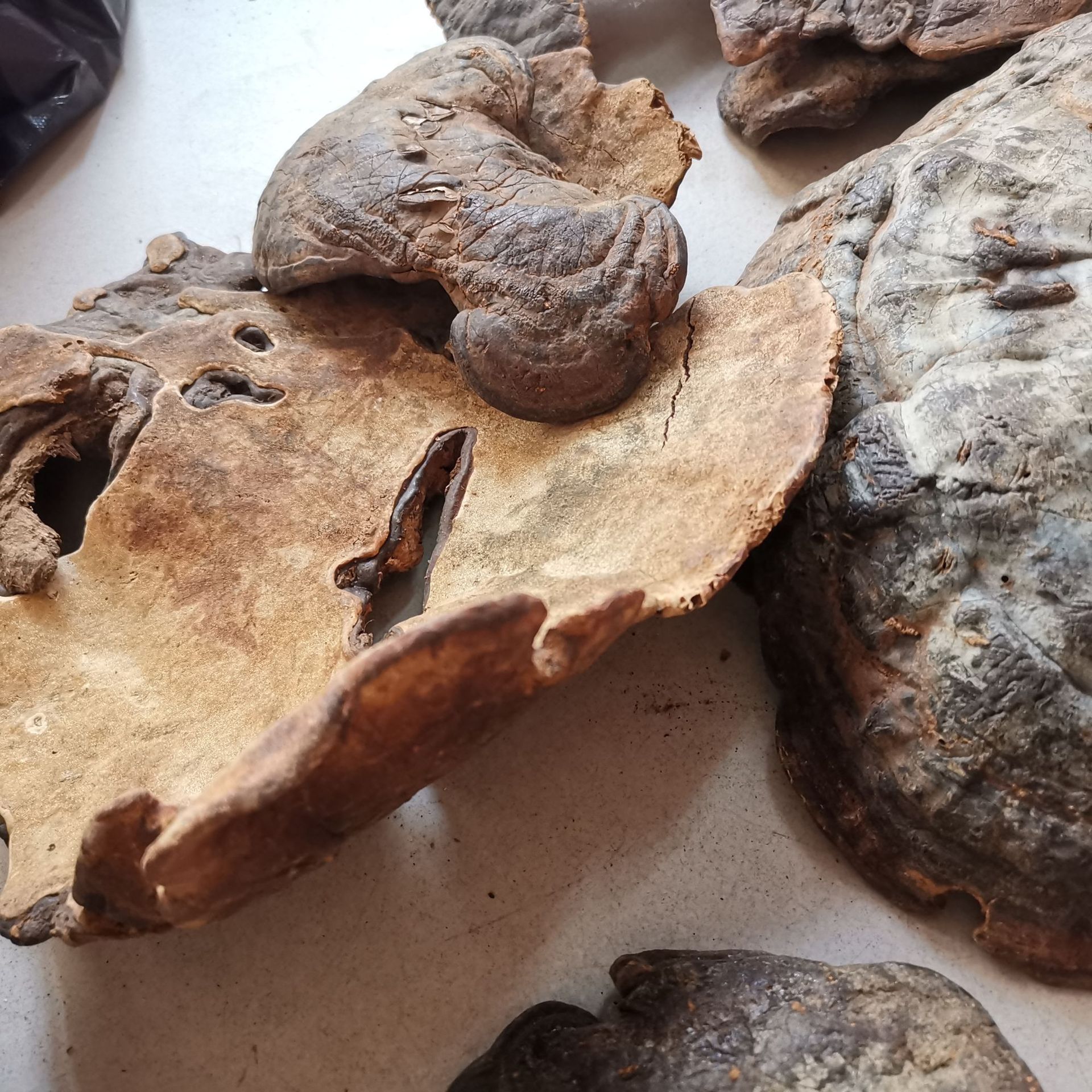 中药材 云南灵芝 粗毛褐孔菌 粗毛黄褐孔菌 槐蘑 量大从优