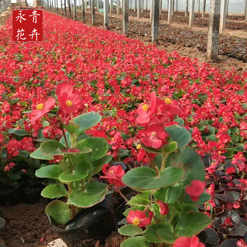 青州花卉基地供应四季海棠大花海棠比格海棠庭院阳台养殖盆栽花卉