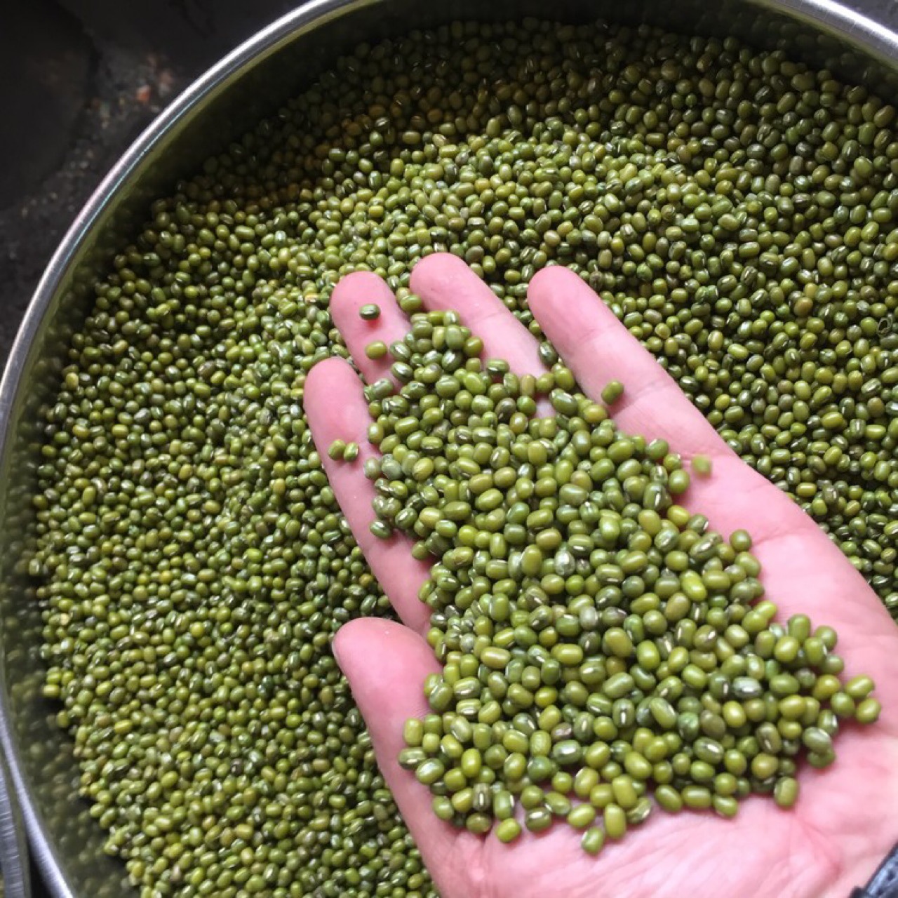 产地直销 批发25kg装 精选缅甸绿豆