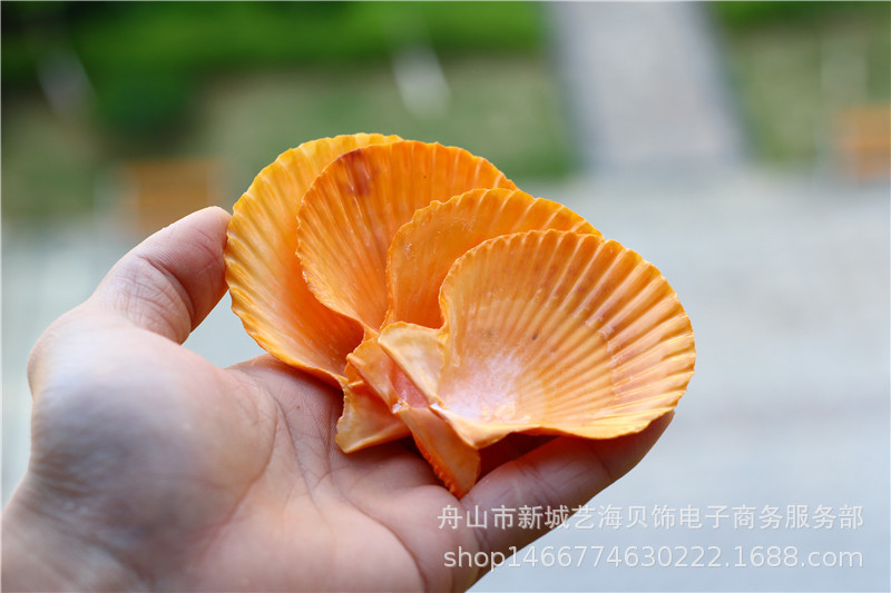 天然海螺贝壳桔色金黄扇贝壳烧烤粉丝扇贝diy鱼缸水族装饰品