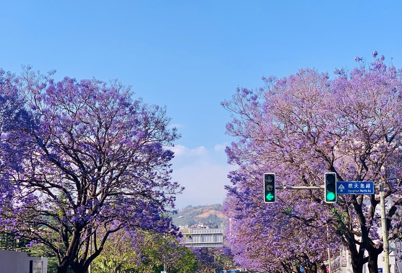 西昌蓝花楹美成一片海