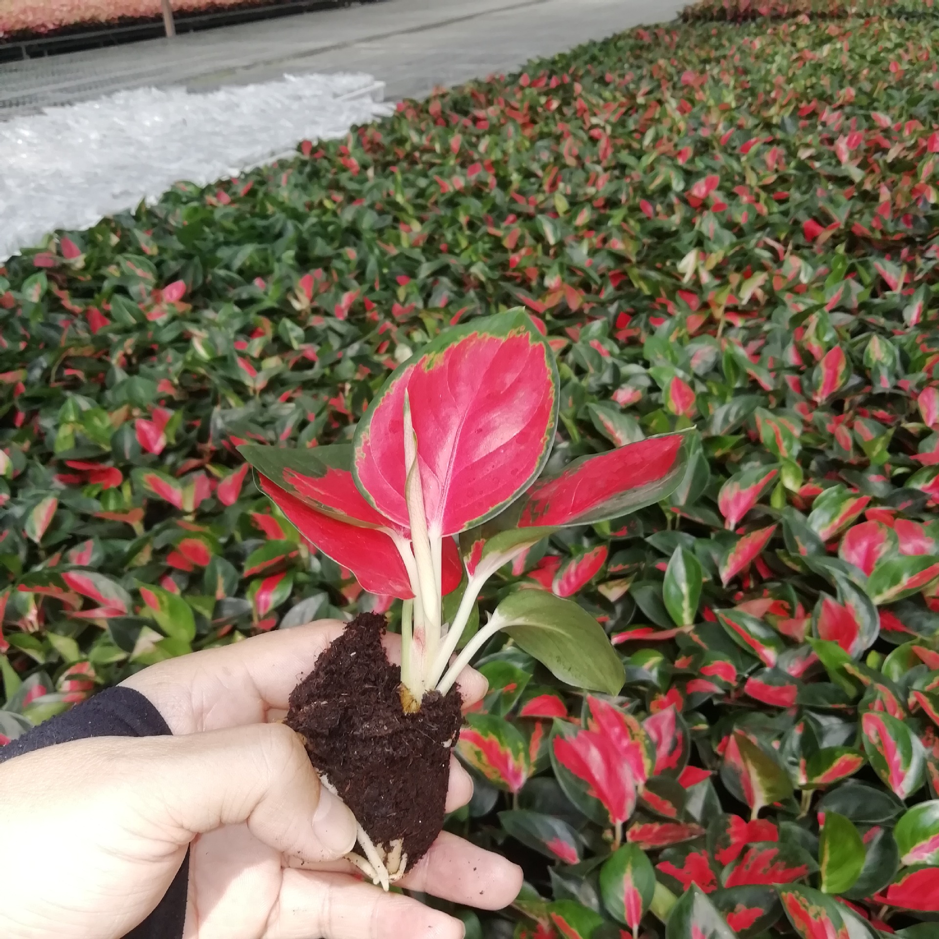 源头厂家大量供应室内绿植 粗肋草(中国红)穴盘苗 花卉种苗批发