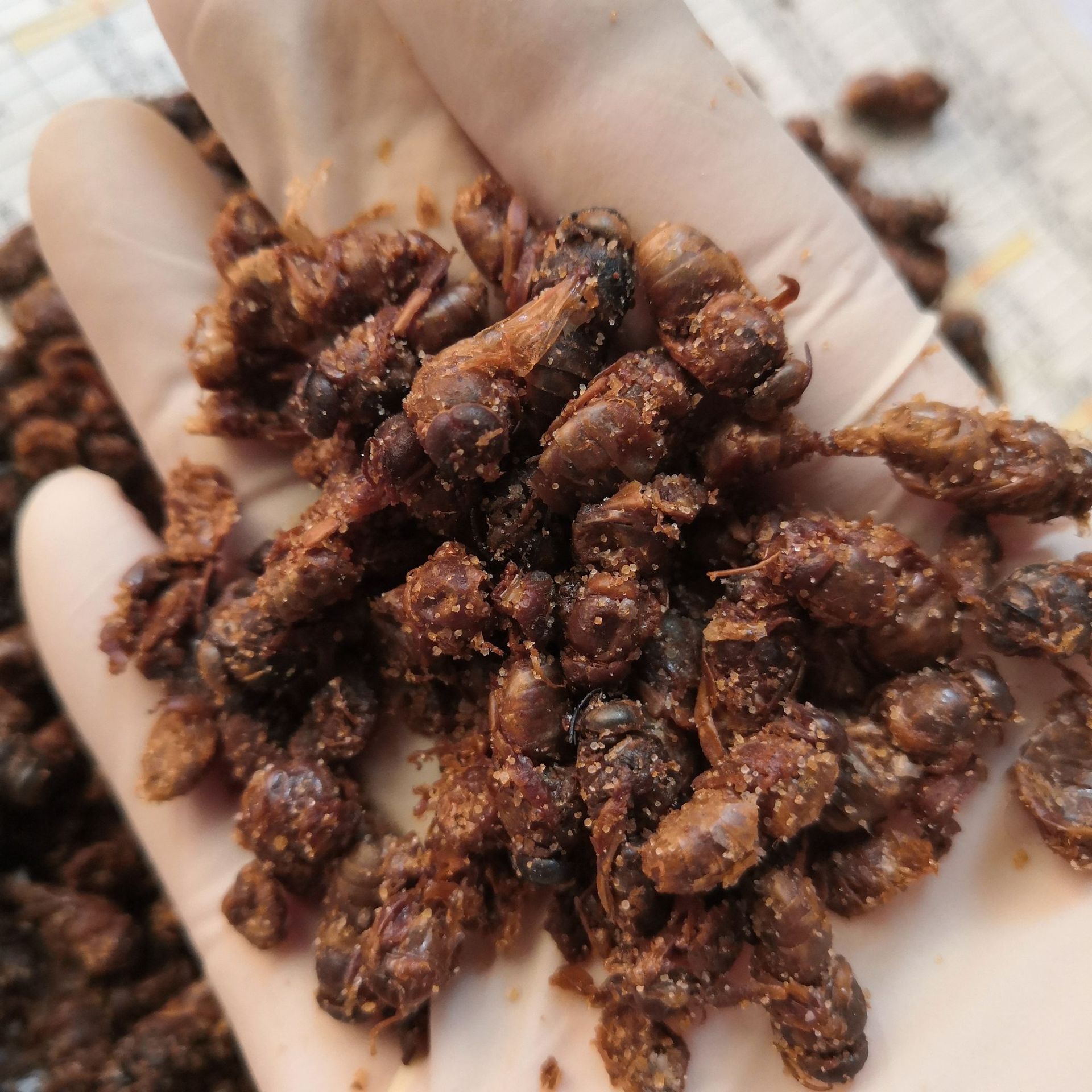 雄蜂蛹批发中药材雄蜂蛹蜂蛹地峰子实物拍摄盗图必究