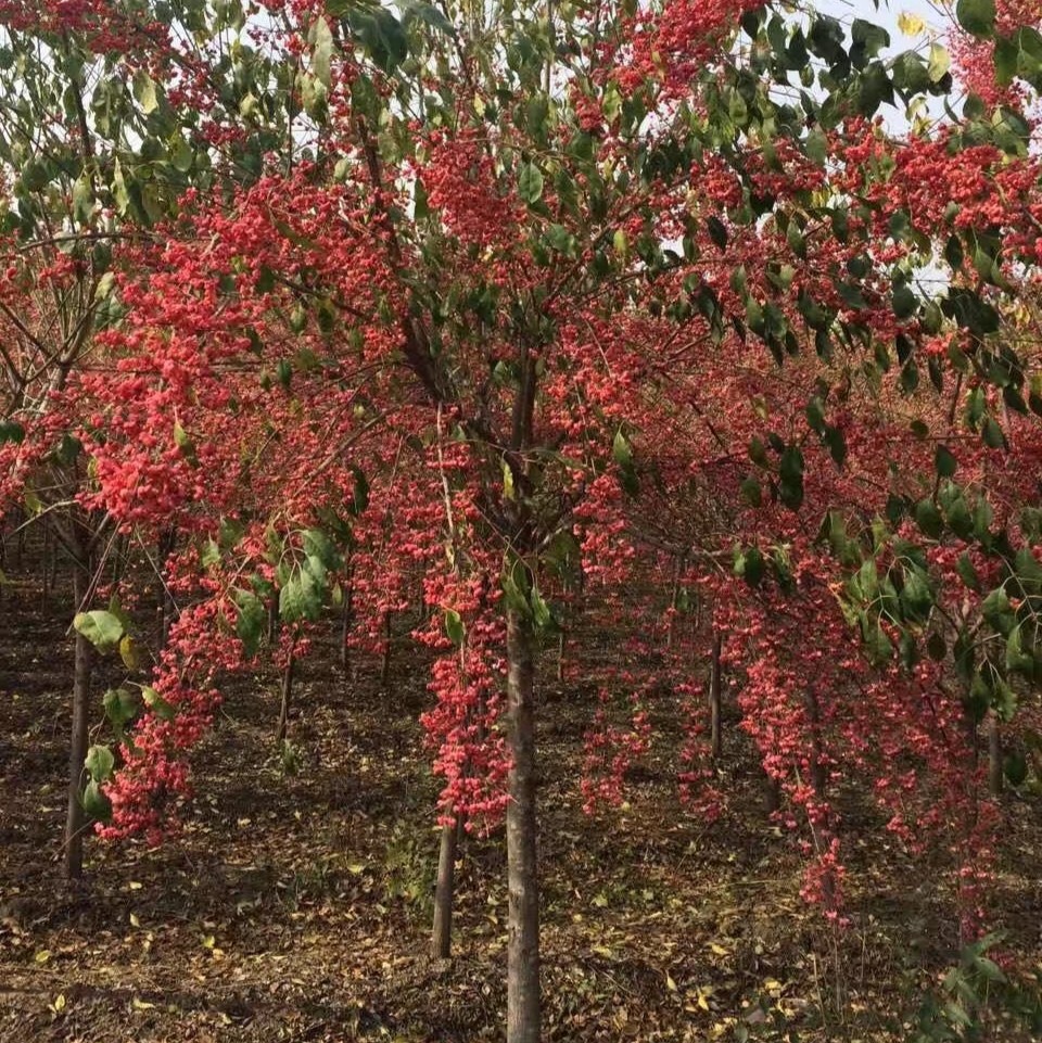 开原美城苗圃桃叶卫矛价格 金叶卫矛价格 桃叶卫矛批发