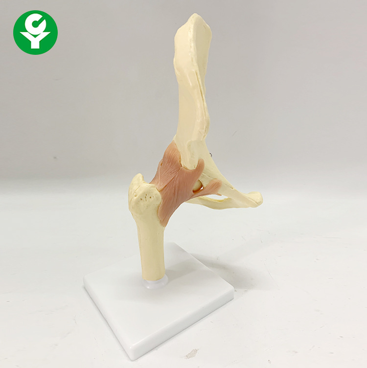 正品人体髋关节股关节模型人体骨骼模型运动骨骨科疼痛科骷髅骨架