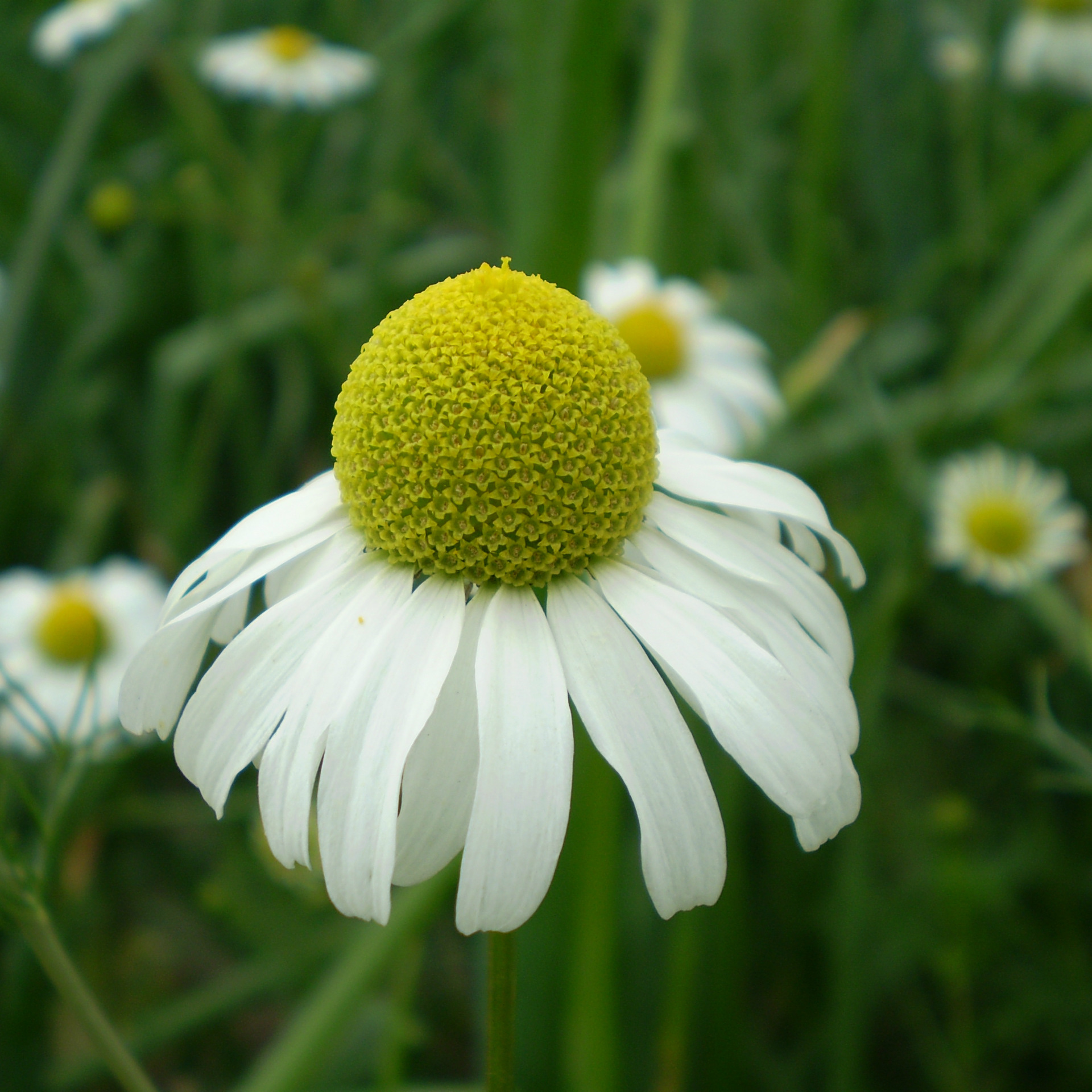 德国洋甘菊纯露 量大从优!