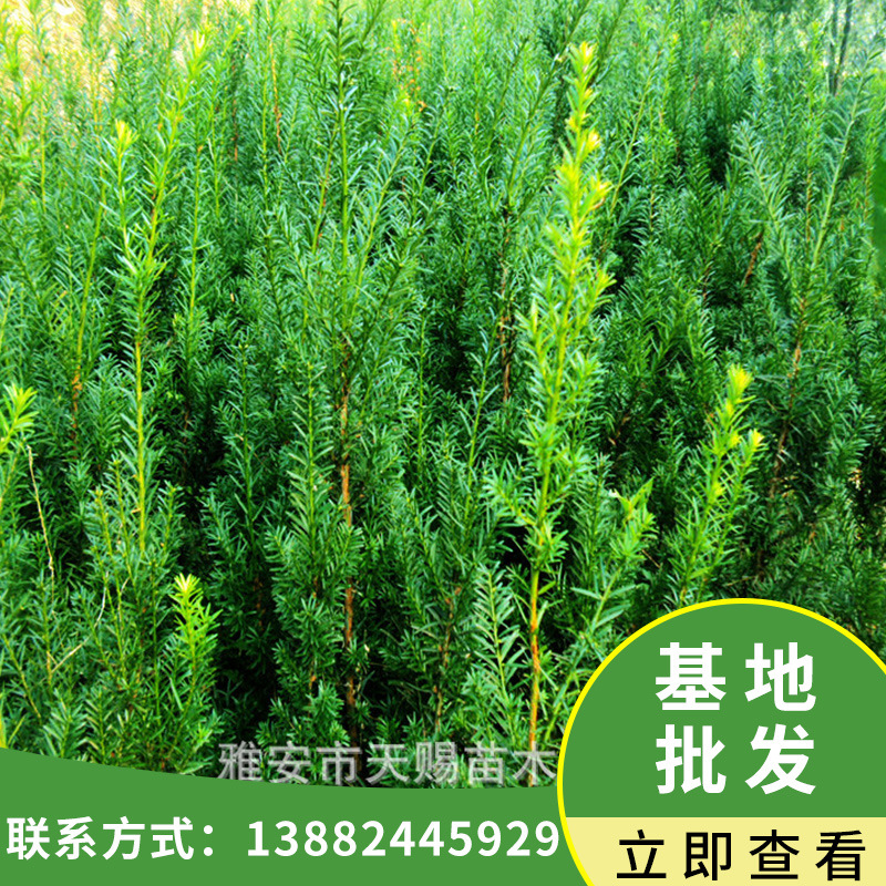 基地批发工程绿化树苗园林观赏绿植红豆杉苗木金丝楠桢楠珙桐批发