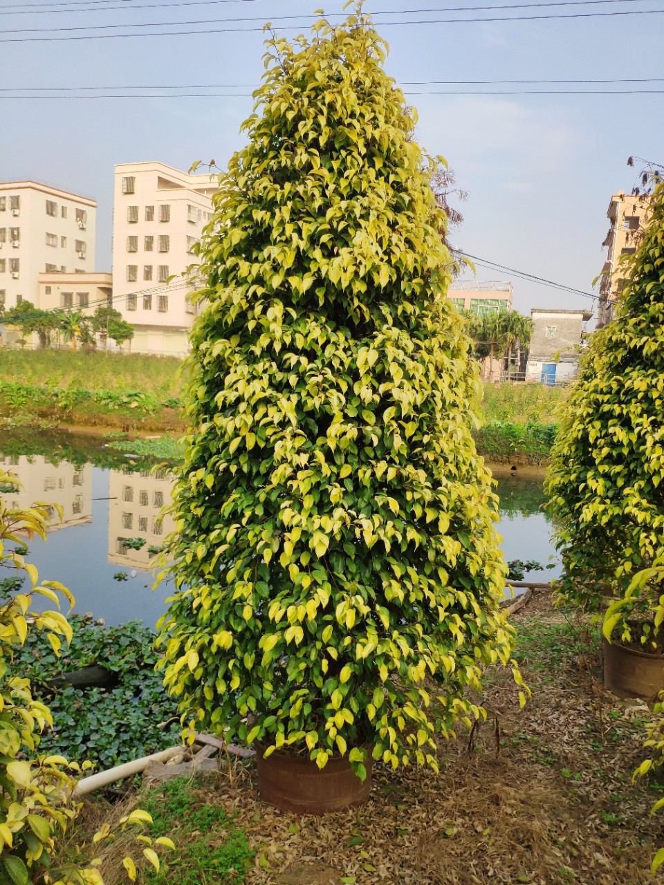 供应塔型金叶垂榕253米高盆苗黄金垂叶榕柱袋