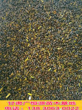 供应大果沙棘种子 沙棘籽价格 高纯度沙棘种子【沙棘苗圃】
