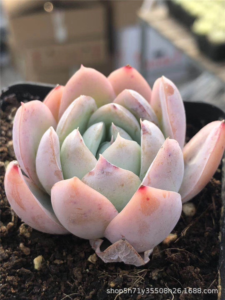 859大棚特价批发多肉盆栽品种 水晶鬼魅单头盆6.5cm多肉珍稀植物