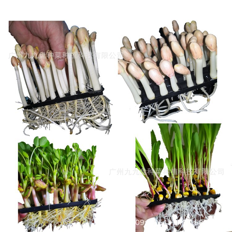 花生芽种植盘花生水培盒子花生芽水培箱发花生芽神器芽苗菜育苗盘