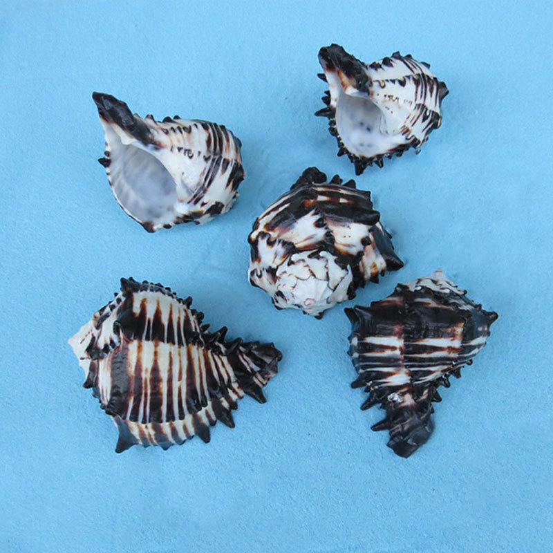厂家供应美国黑骨螺 千手海螺鱼缸装饰 自然海螺贝壳收藏