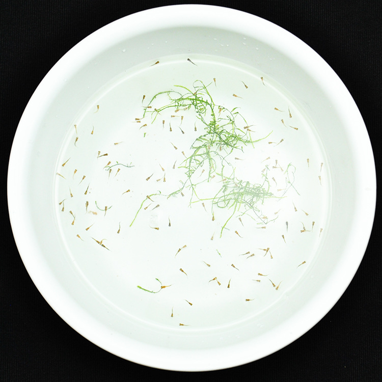 水族孔雀鱼活体鱼苗热带观赏淡水纯系凤尾小型鱼草缸群游特卖批发