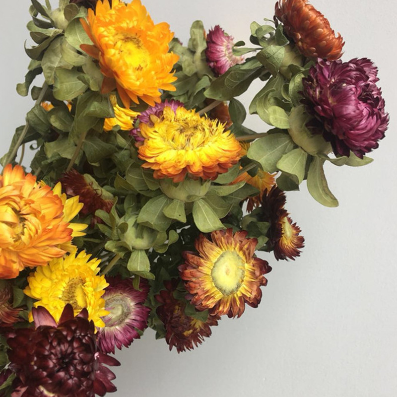 厂家供应 干花小蜡菊花束配花装饰花朵插花 风干花朵小蜡菊