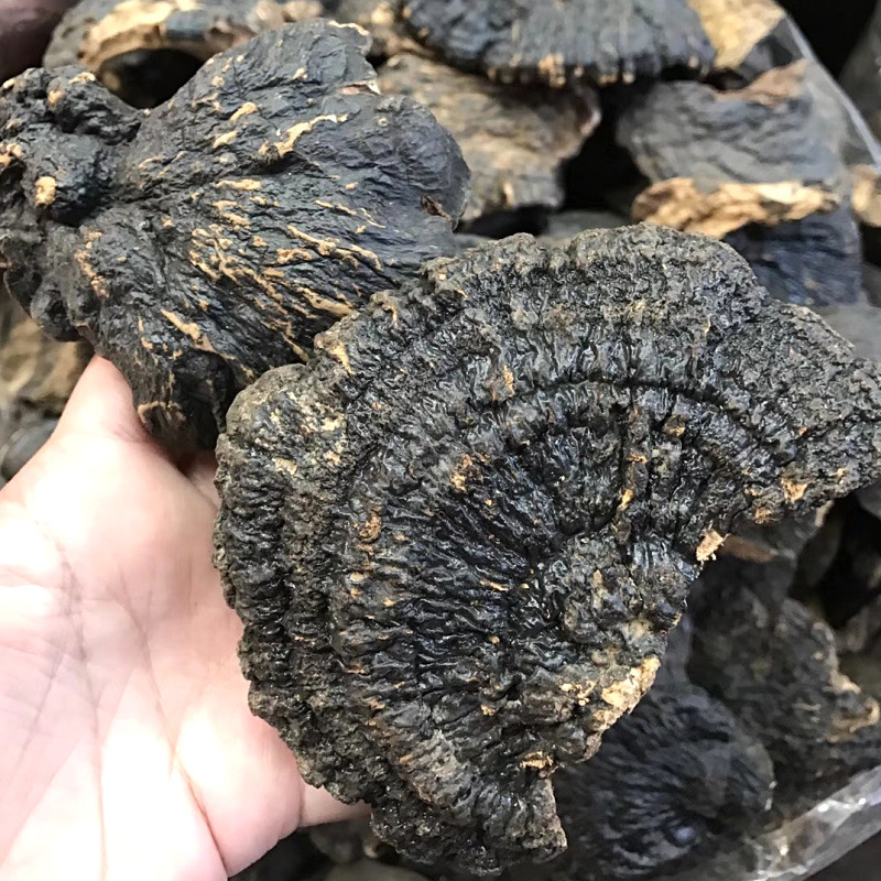 海南薄树灵芝 薄树芝 黑灵芝海南薄盖灵芝