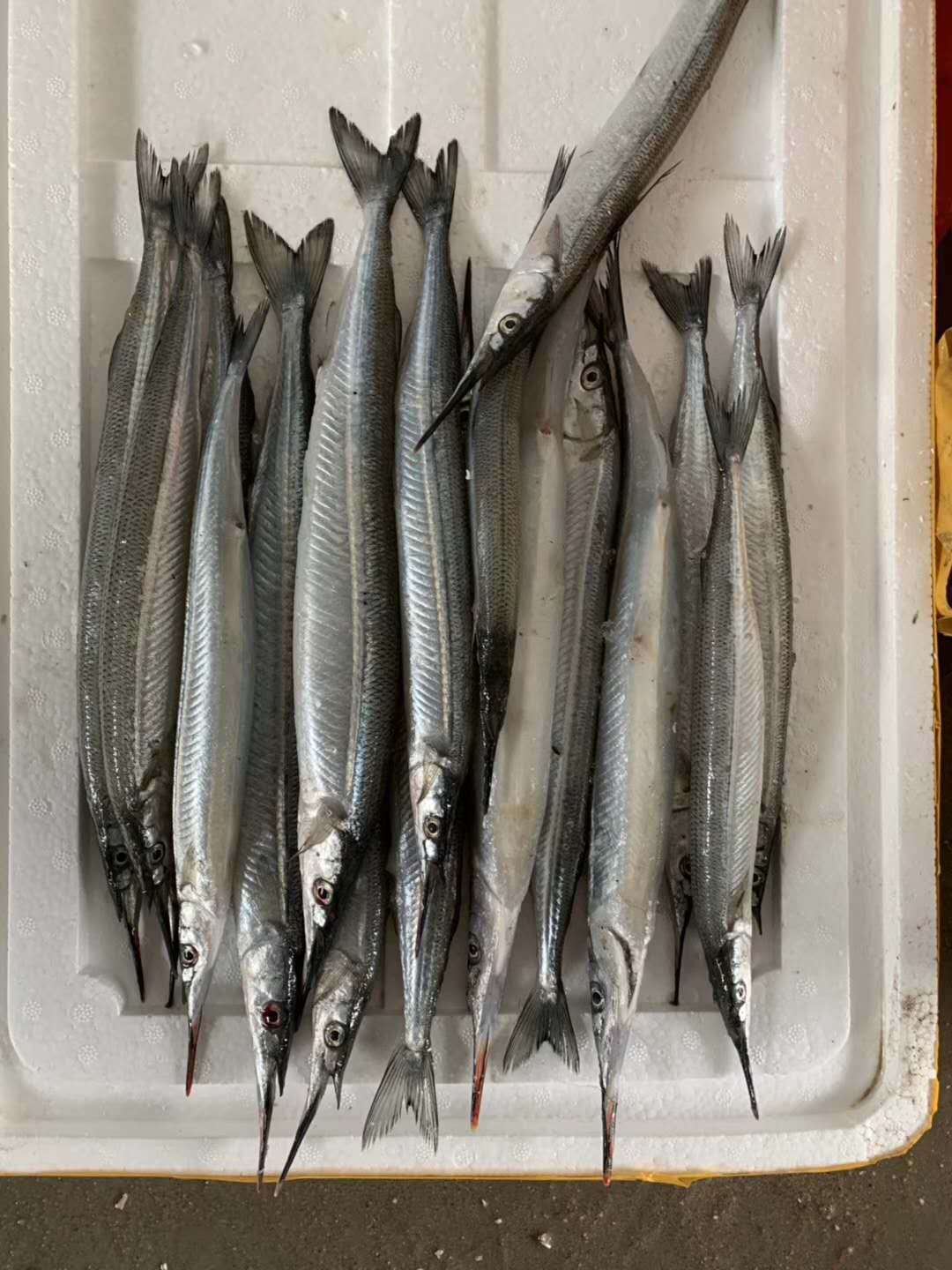 供应马步鱼 针鱼 鲜品海鲜