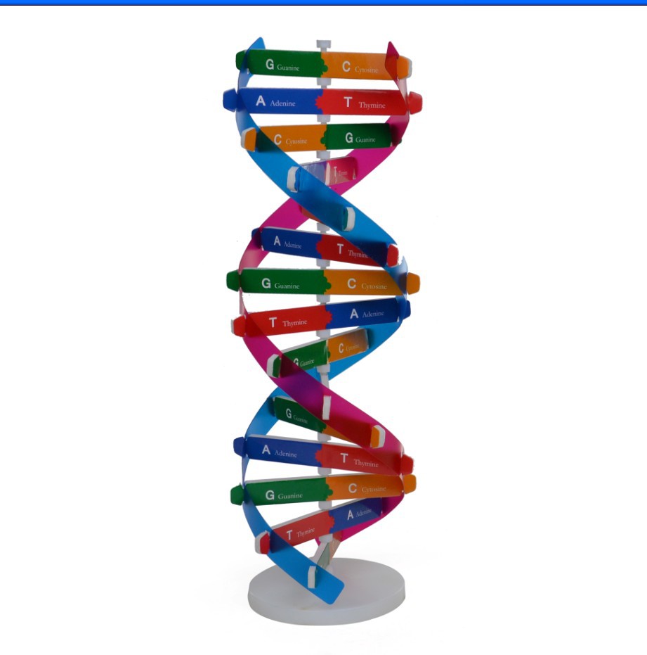 人体基因dna模型螺旋 科技小制作diy生物科学实验器材dna