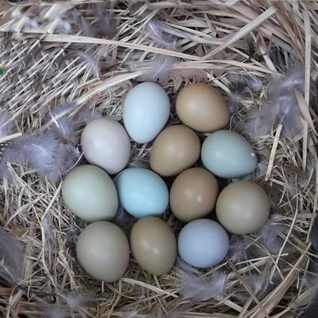 七彩野鸡蛋价格 新七彩野鸡蛋价格,批发报价