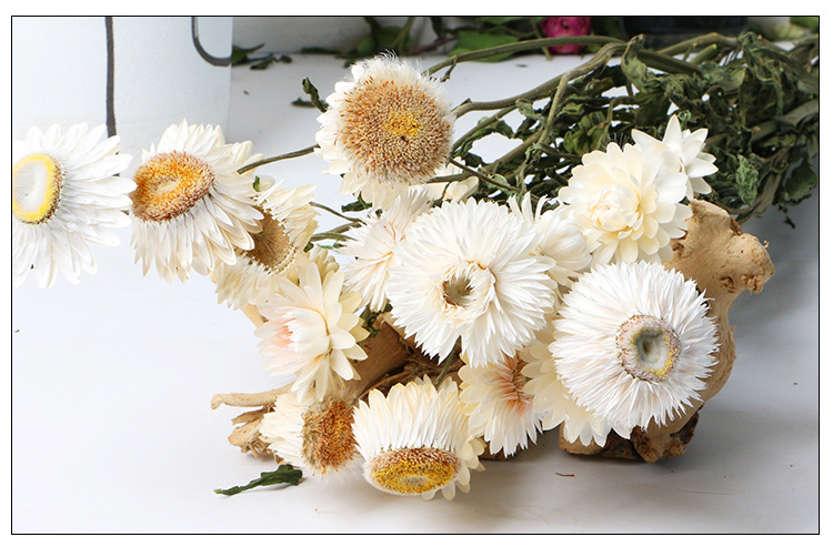 麦杆菊家居装饰物件 云南花束干花厂家批发 自然干花麦杆菊