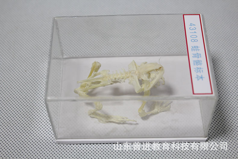 生物骨骼标本实验室蛙骨骼标本生物教学实验骨骼标本生物教学模型