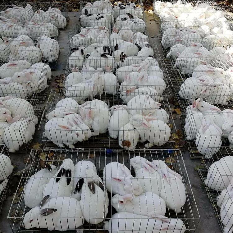 包回收獭兔 幼兔成年兔子 白色公羊兔青年的价格