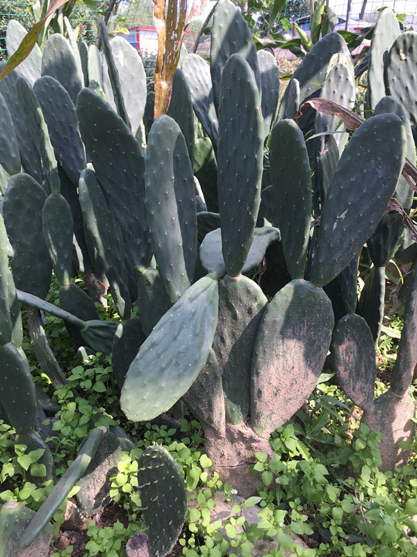 黄大刺仙人掌盆栽嫁接蟹爪兰可食用荷花米邦塔叶片令箭可美容包邮