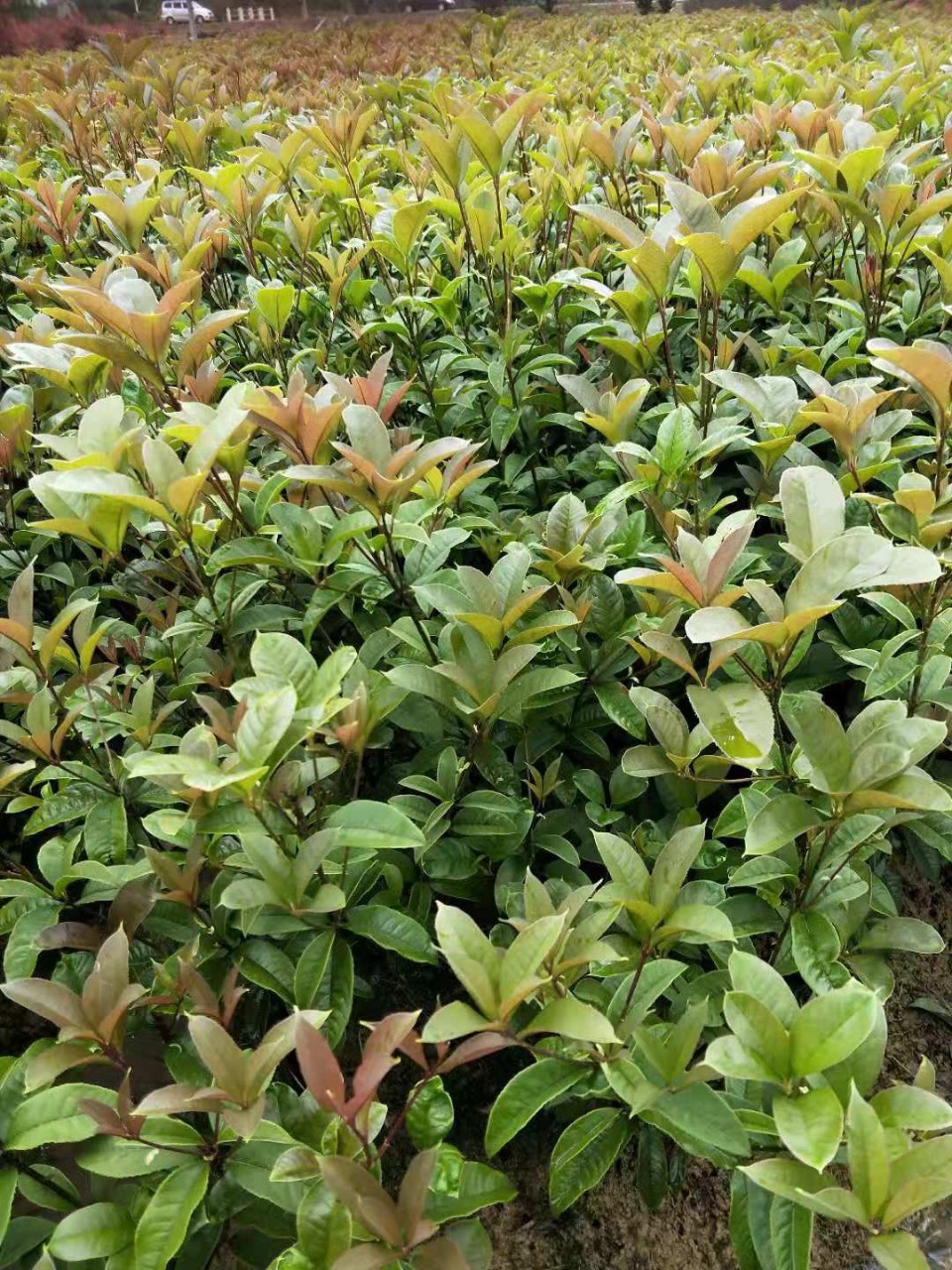 供应树苗 丛生桂花树 四季桂小毛球 桂花树3米冠4米高