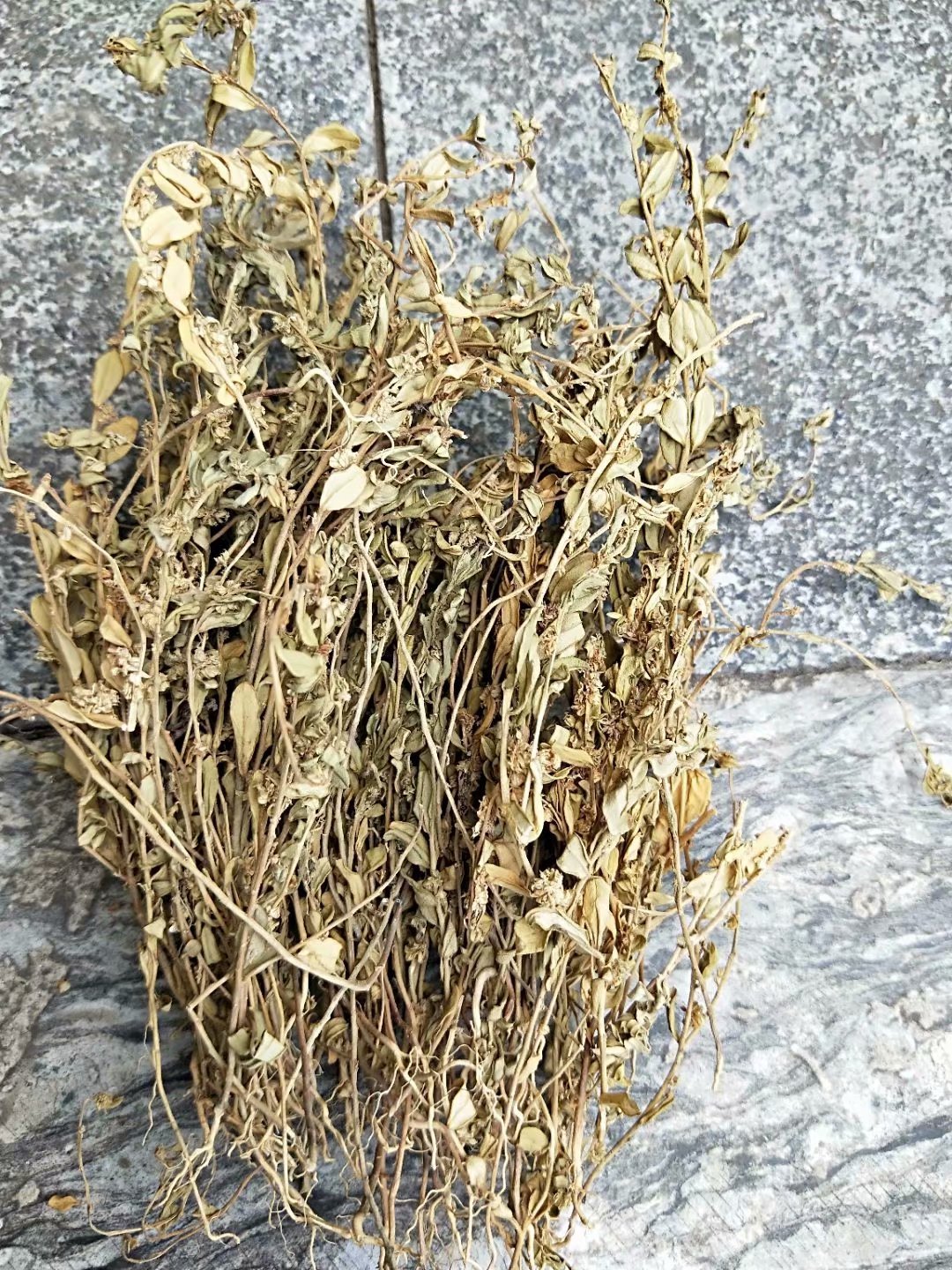 细叶金不换小金不换小金牛草七寸金每件500克