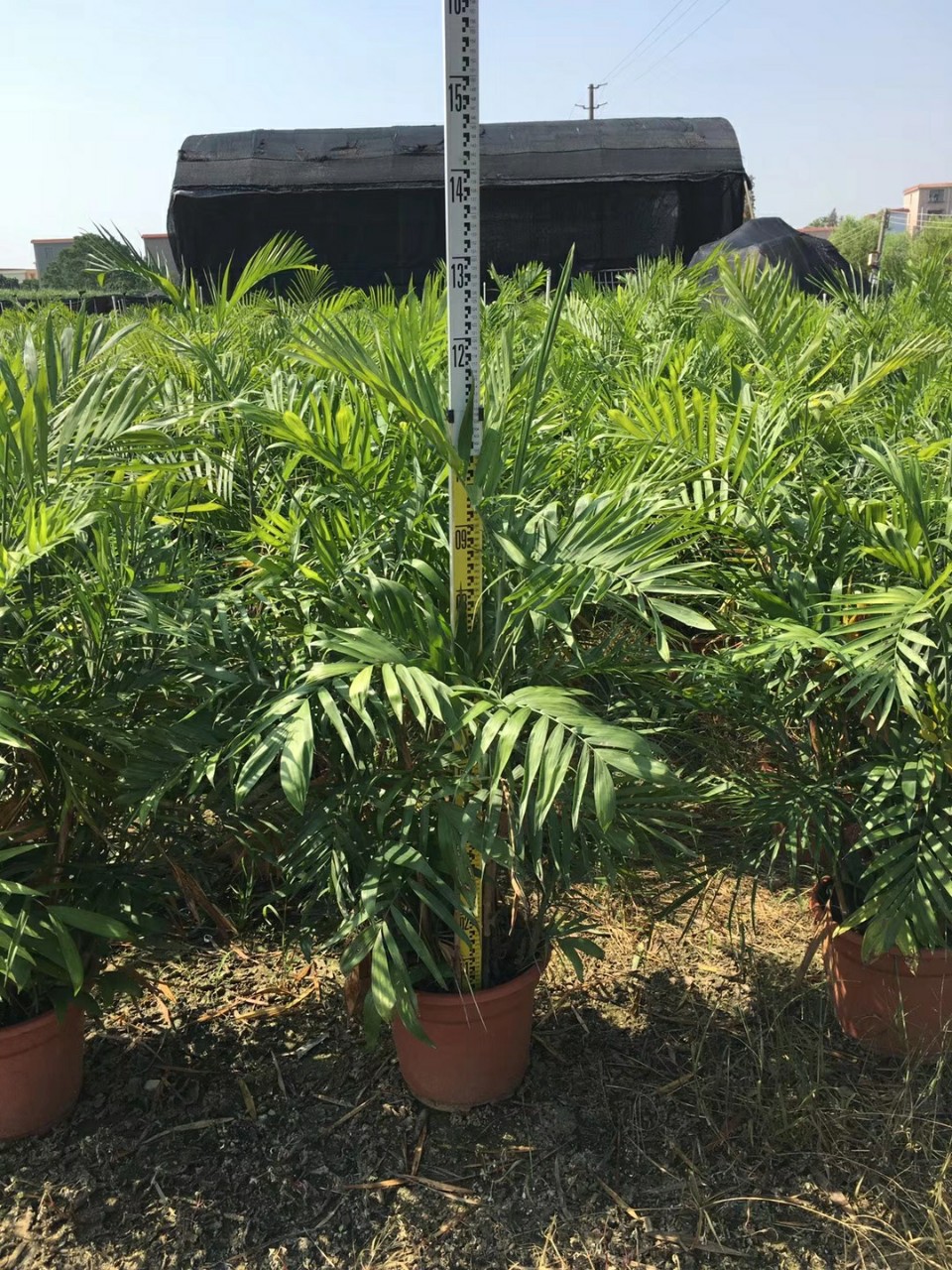 905批发供应夏威夷椰子082米高夏威夷盆栽苗