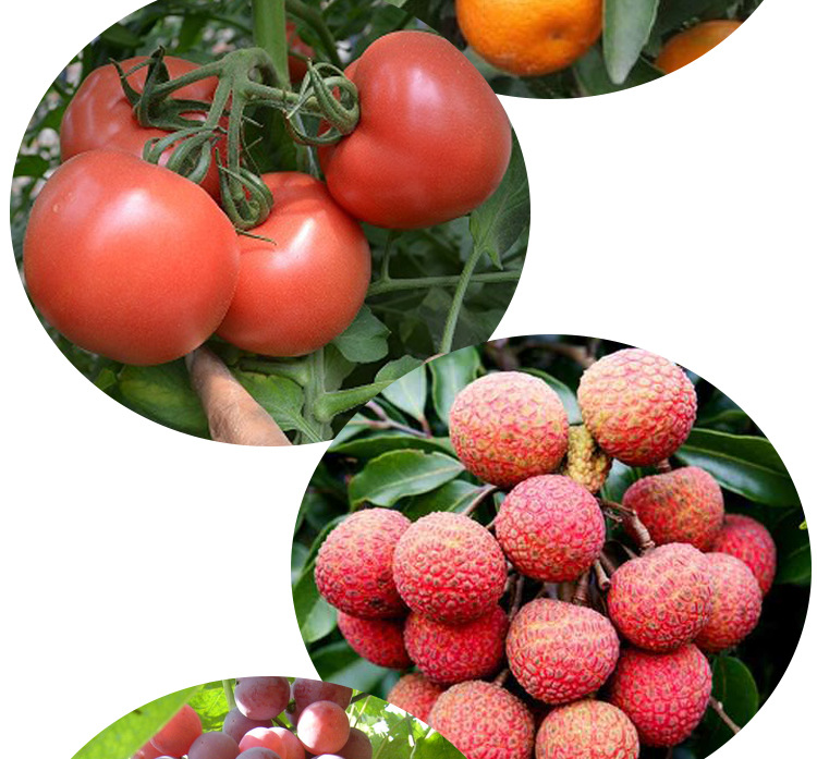 膨果龙 农田菜园辣椒西红柿等作物喷施肥