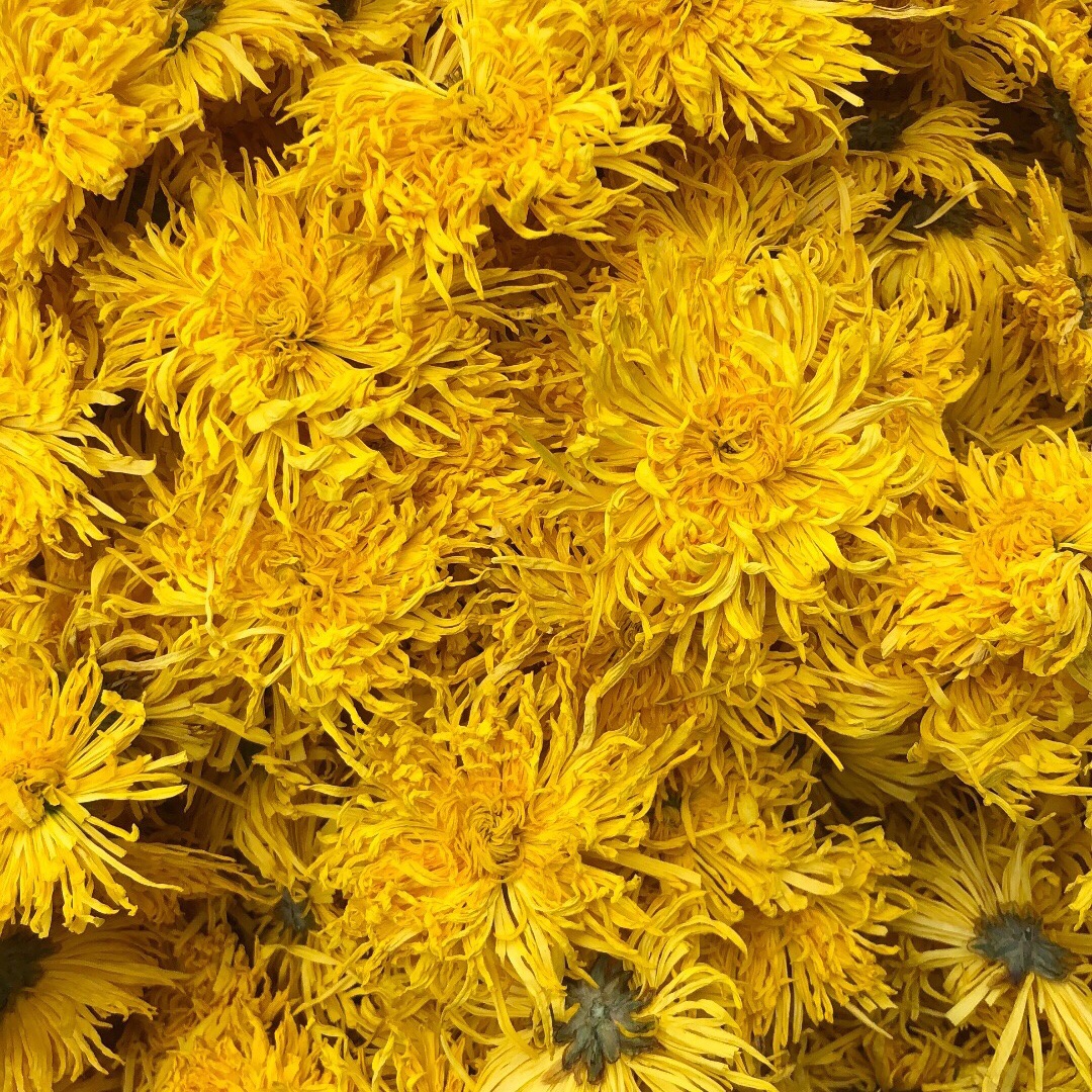 金丝皇菊新花一朵一杯金丝菊婺源徽州大皇菊花茶散花散装批发