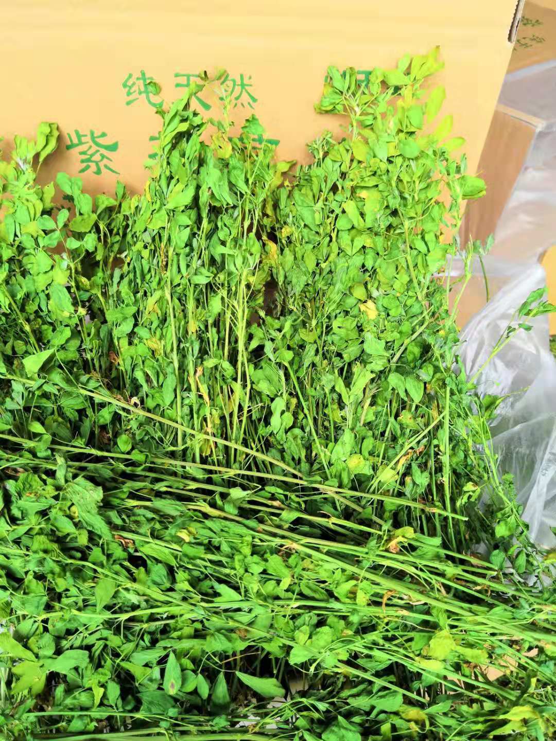 苜蓿烘干苜蓿草 紫花苜蓿草苜蓿龙猫兔子牧草兔粮
