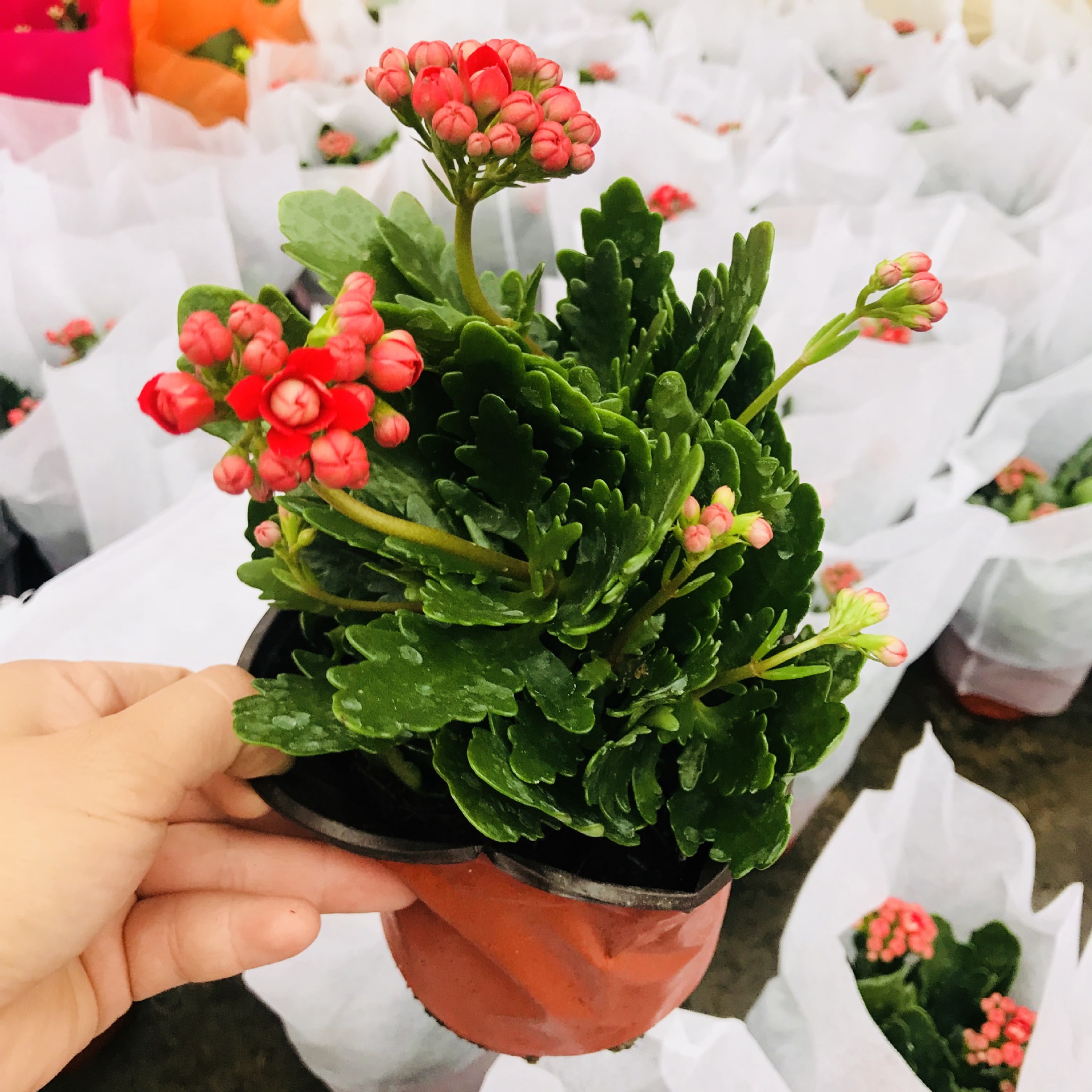 厂家直销长寿花盆栽 带花苞发货室内盆栽绿植销售 四季种植长寿花