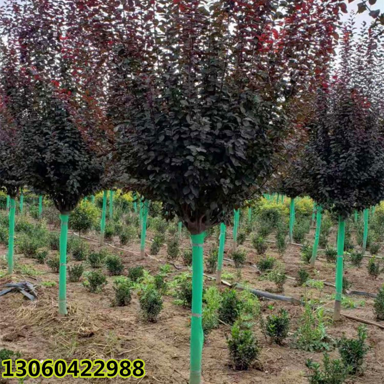 批发工程树陕西红叶李/紫叶李 基地供应绿化风景树占地红叶李价格